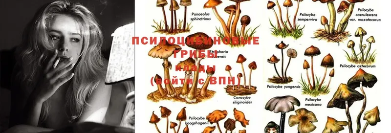 Галлюциногенные грибы Psilocybe  Уссурийск 